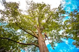 Winchester, IN Tree Care Company