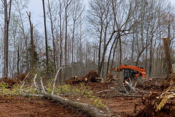 How Our Tree Care Process Works  in  Winchester, IN